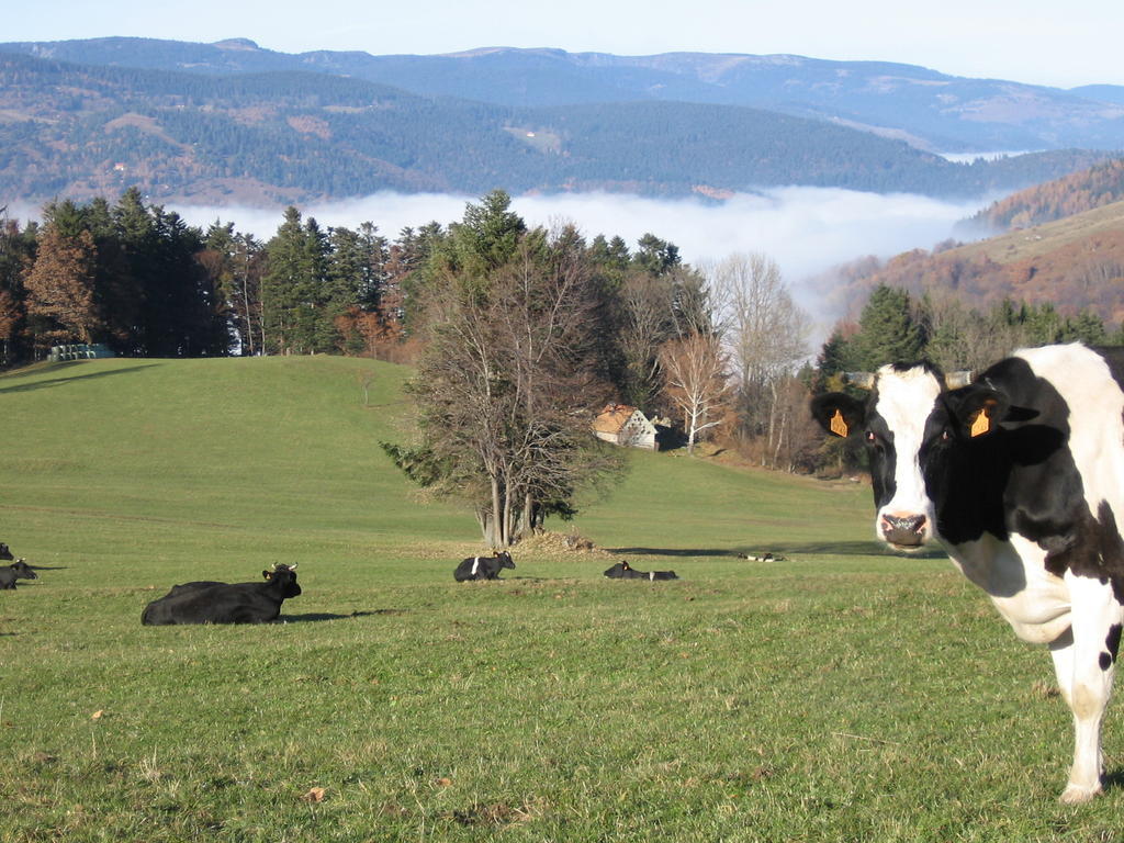 Gite Plein Sud Metzeral Exterior foto
